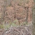 Deer Photo